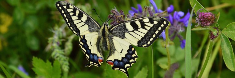 butterflies