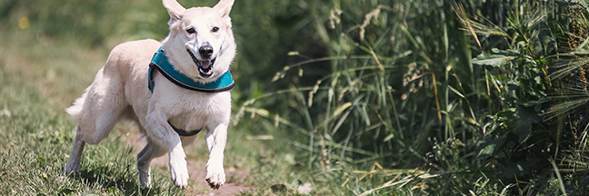 dog running