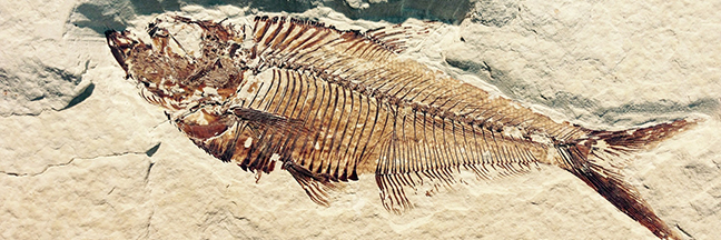 fossil