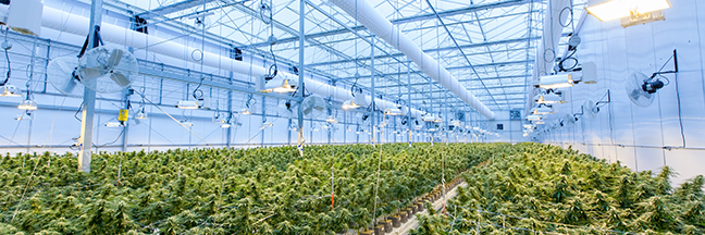 indoor farming