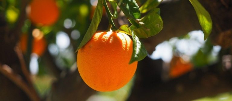 3D Laser Scanning Services and Citrus Crops