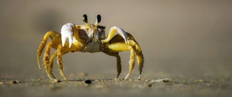 3D Laser Scanning Services: Crab-Shaped Micro-Robots