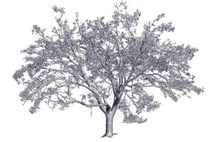 tree 3D scanning services